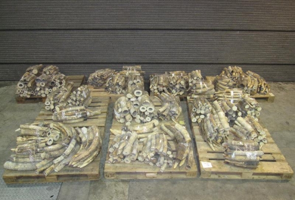 Ivory tusks seized by Hong Kong Customs
