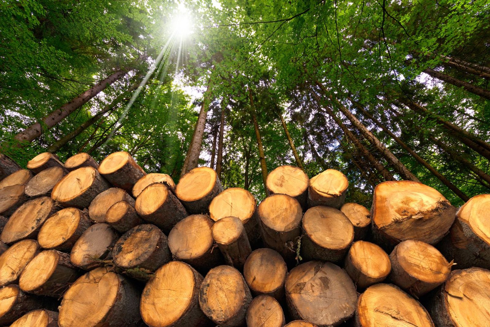 US forest product export rebound unlikely to repeat amid tariff war