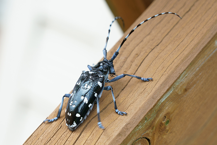 Breakbulk and project shippers say a lack of transparency remains a major impediment to compliance with the International Standards for Phytosanitary Measures No. 15 (ISPM 15), rules meant to prevent the introduction of invasive and destructive pests like the Asian longhorn beetle (pictured) via wood packaging materials (WPM). Photo credit: Shutterstock.com.