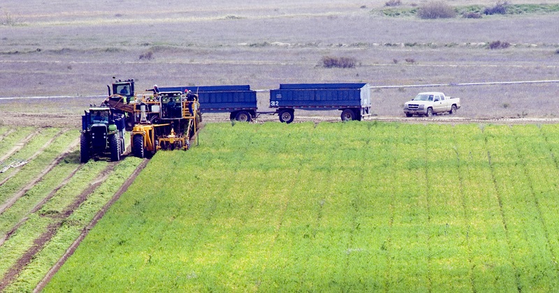 The electronic logging device mandate’s impact has rippled across supply chains, and there is no better example of that than the US agriculture export market. (Above: A carrot farm in California.) Photo credit: Shutterstock.com. Trucks at a carrot farm in California.