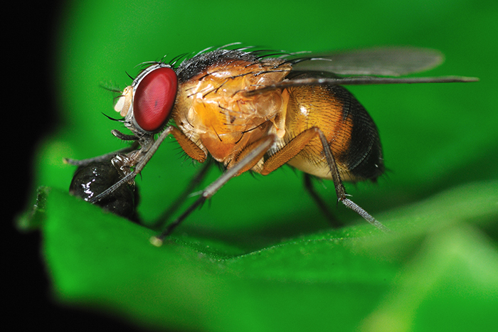 In-transit cold treatment can eliminate infestations of certain species of insects such as fruit flies from US import cargoes. Photo credit: Shutterstock.com.