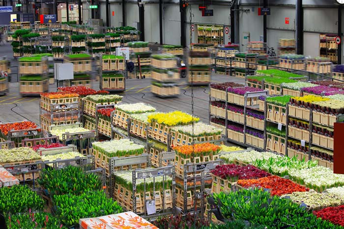 Flowers leaving Royal FloraHolland's processing center, pictured, must find new destinations after the Brexit is complete.