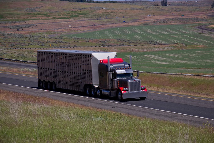 Most shippers say they can’t remember a US transportation market with capacity as tight and pricing as extreme. And shippers say securing capacity is still their priority, despite rates rising by double digits. Photo credit: Shutterstock.com. A truck travels on a US road.