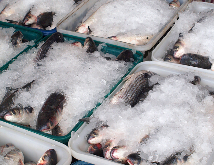 maersk hooks vladivostok fish business fish transportation