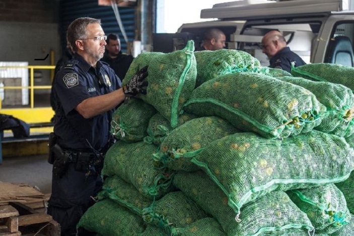A big concern, according to the AAPA, is that CBP requests often come at the last minute, requesting changes to a port upgrade that will affect their facilities as it nears completion, rather than earlier in the process. (Above: A US Customs and Border Patrol agent inspect peppers at Red Hook Terminal, New York, United States.) Photo credit: CBP. US CBP agent inspecting peppers at Red Hook Terminal, New York.