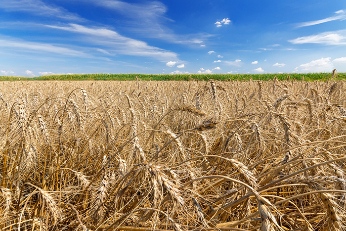 Wheat production is expected to rise 13 percent year-over-year in 2016 as other crops are also expected to come in above 2015's levels.
