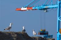 Crane in operation at APM Terminals Zeebrugge.