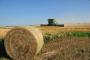 Kansas, United States wheat field. 
