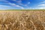 Wheat production is expected to rise 13 percent year-over-year in 2016 as other crops are also expected to come in above 2015 levels.