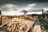 US paper and forest product exports have tumbled 32 percent since China imposed its Green Sword policy in 2017. Photo credit: Shutterstock.com.